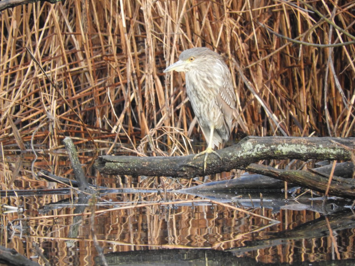 Black-crowned Night Heron - ML203074651