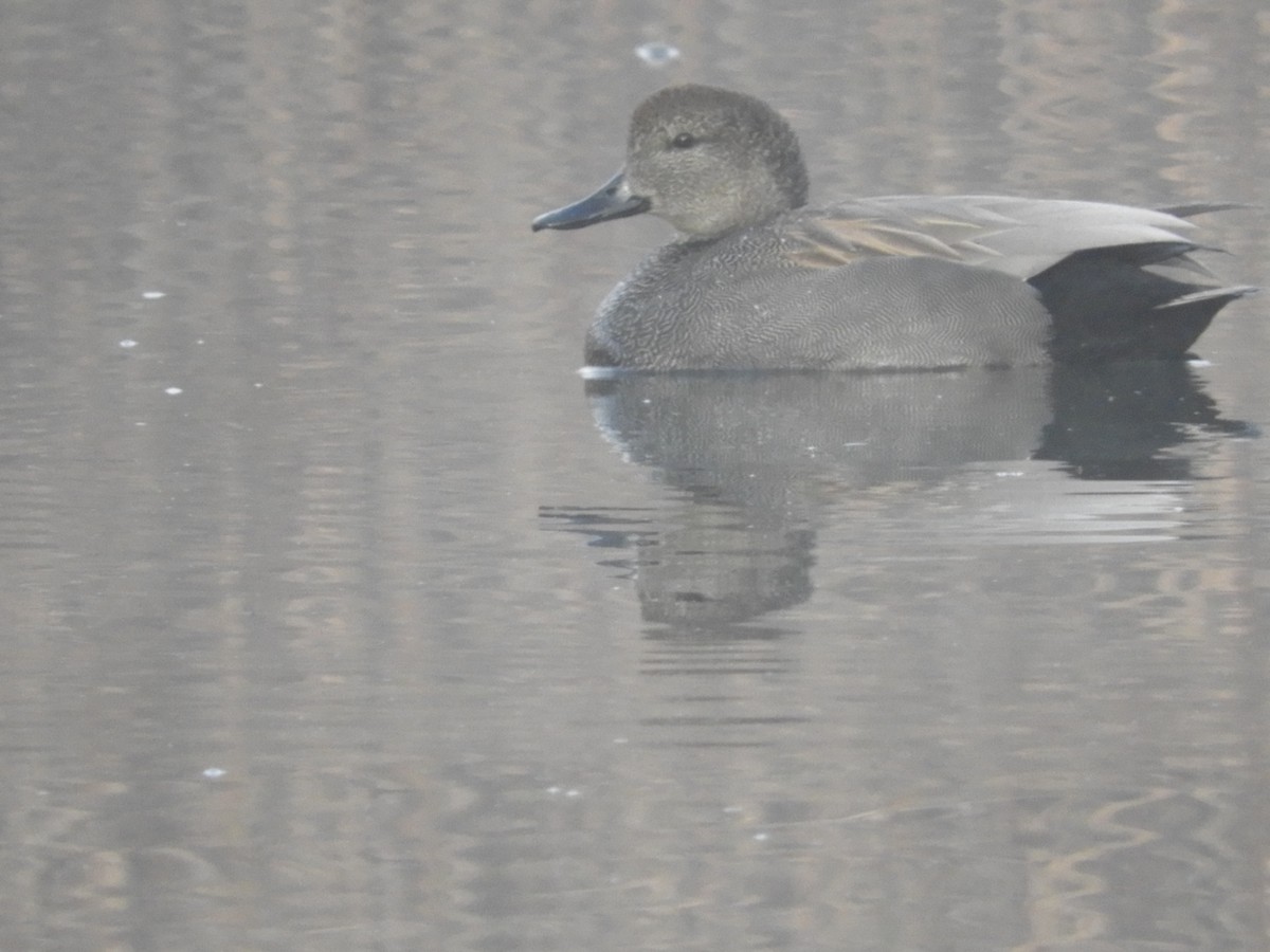 Gadwall - ML203074881