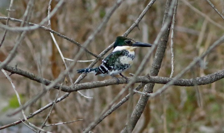 Green Kingfisher - ML203075331