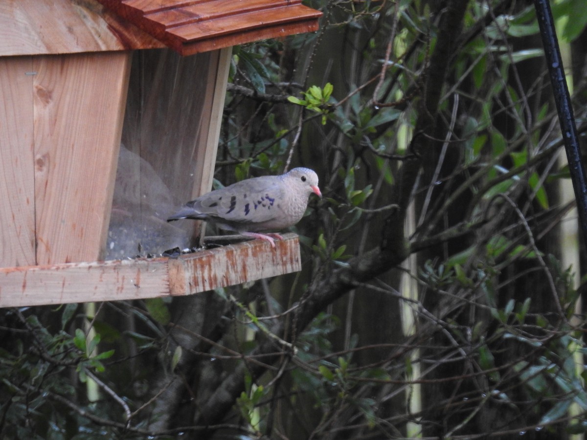 Common Ground Dove - Daniel Horton