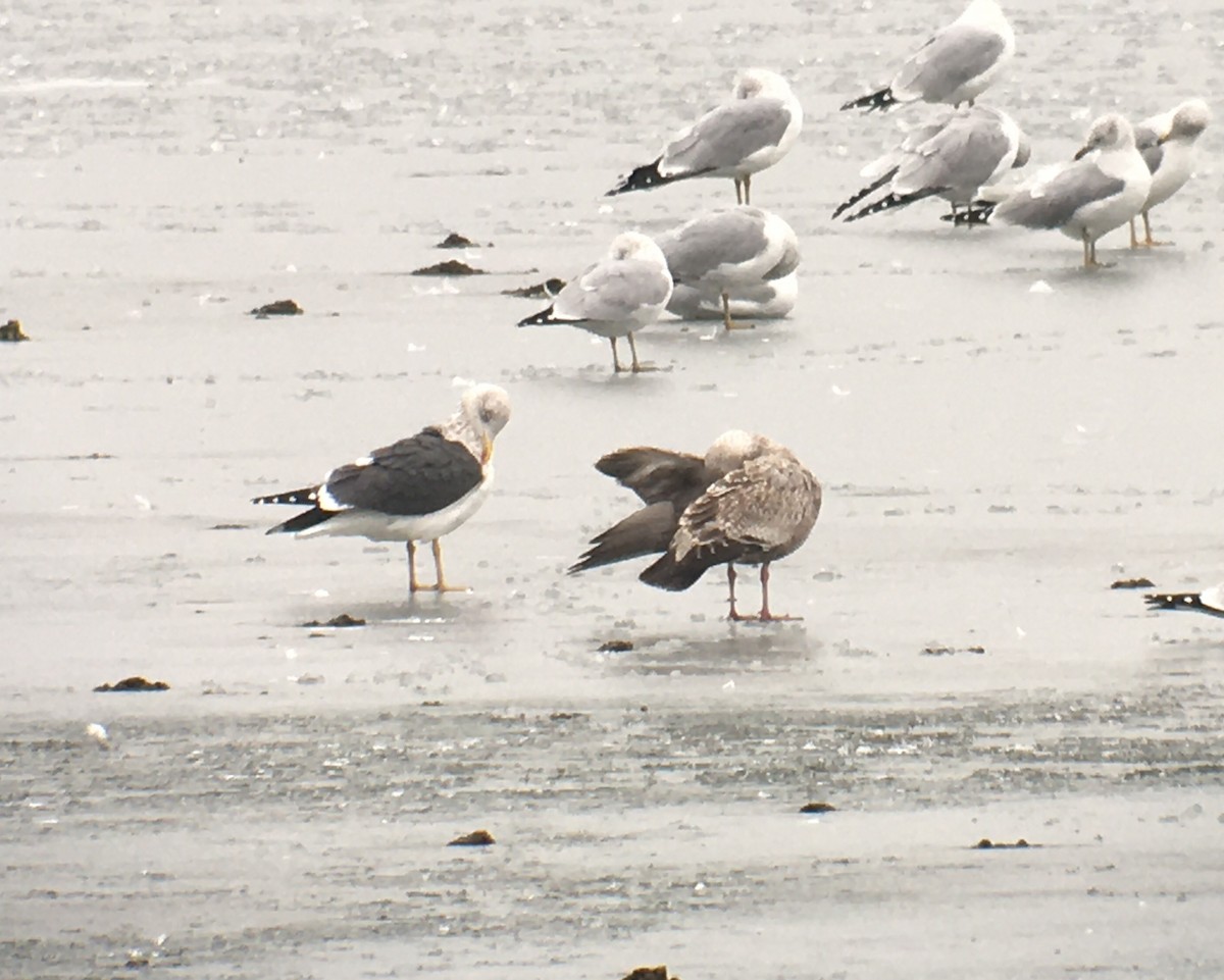 Lesser Black-backed Gull - ML203078191