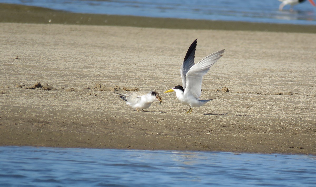 Yellow-billed Tern - ML203078791