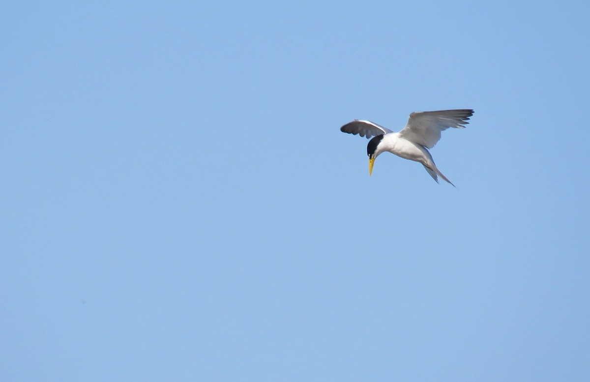 Yellow-billed Tern - Adrian Antunez