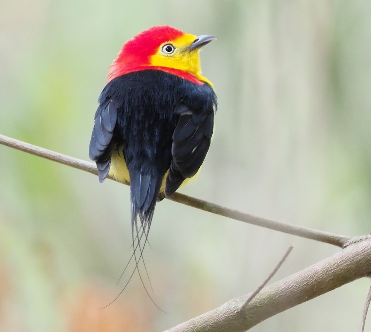 Wire-tailed Manakin - Stephan Lorenz