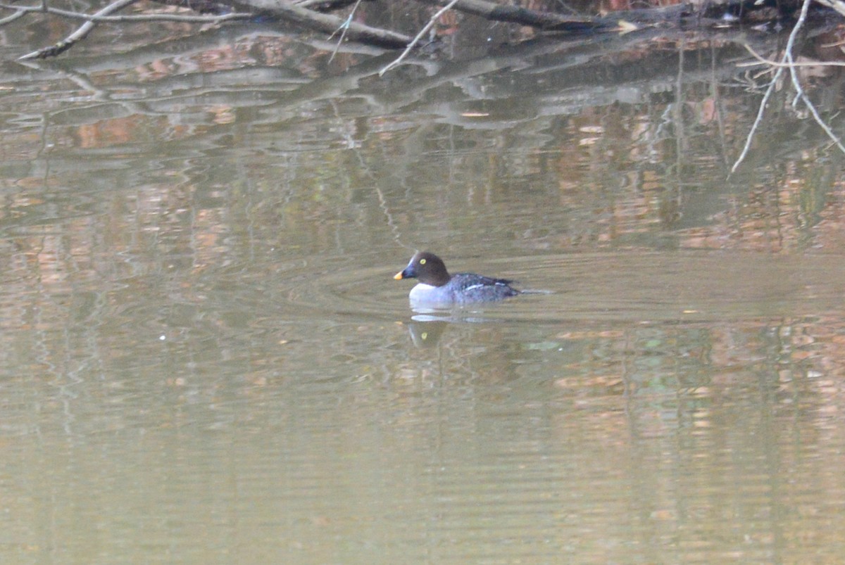 Common Goldeneye - ML20308021