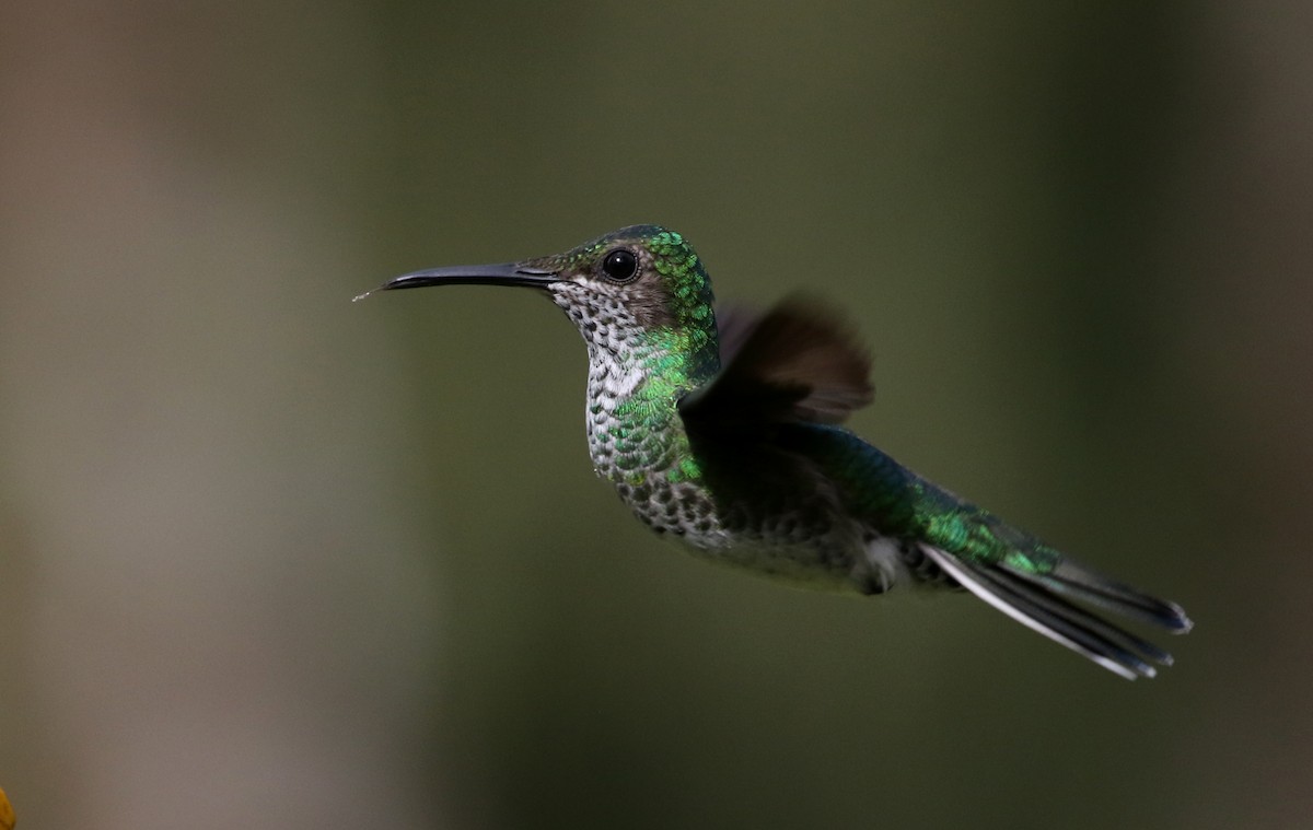 White-necked Jacobin - ML203082001