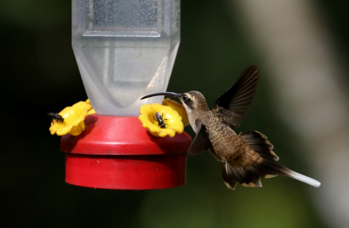 kolibřík tmavolící [skupina longirostris] - ML203082551