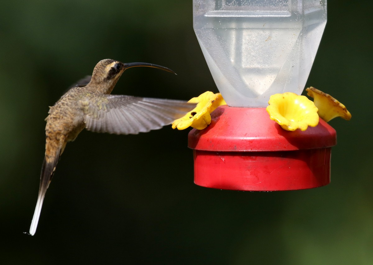 Длинноклювый колибри-отшельник [группа longirostris] - ML203082601