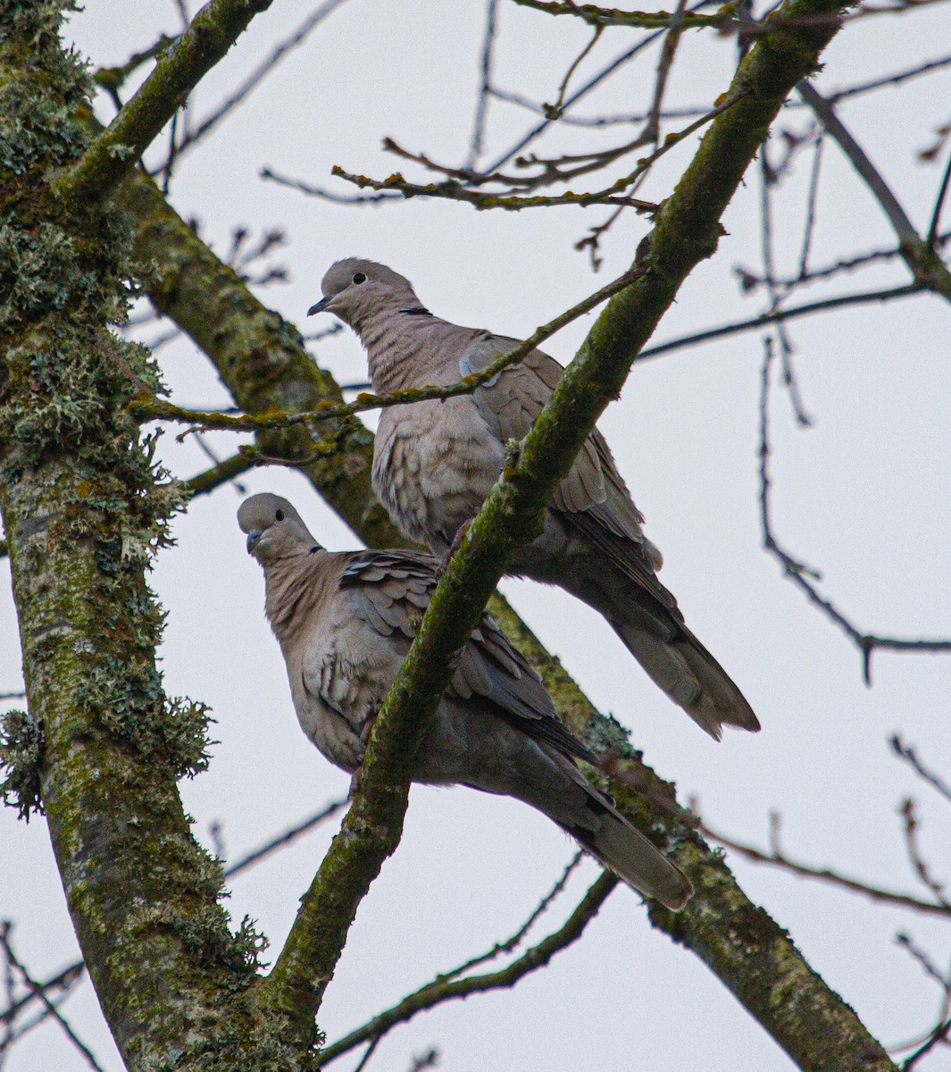 Eurasian Collared-Dove - ML203082741