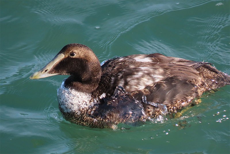 Common Eider - Karen Lebing