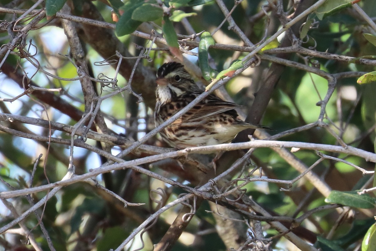 Savannah Sparrow - ML203084891