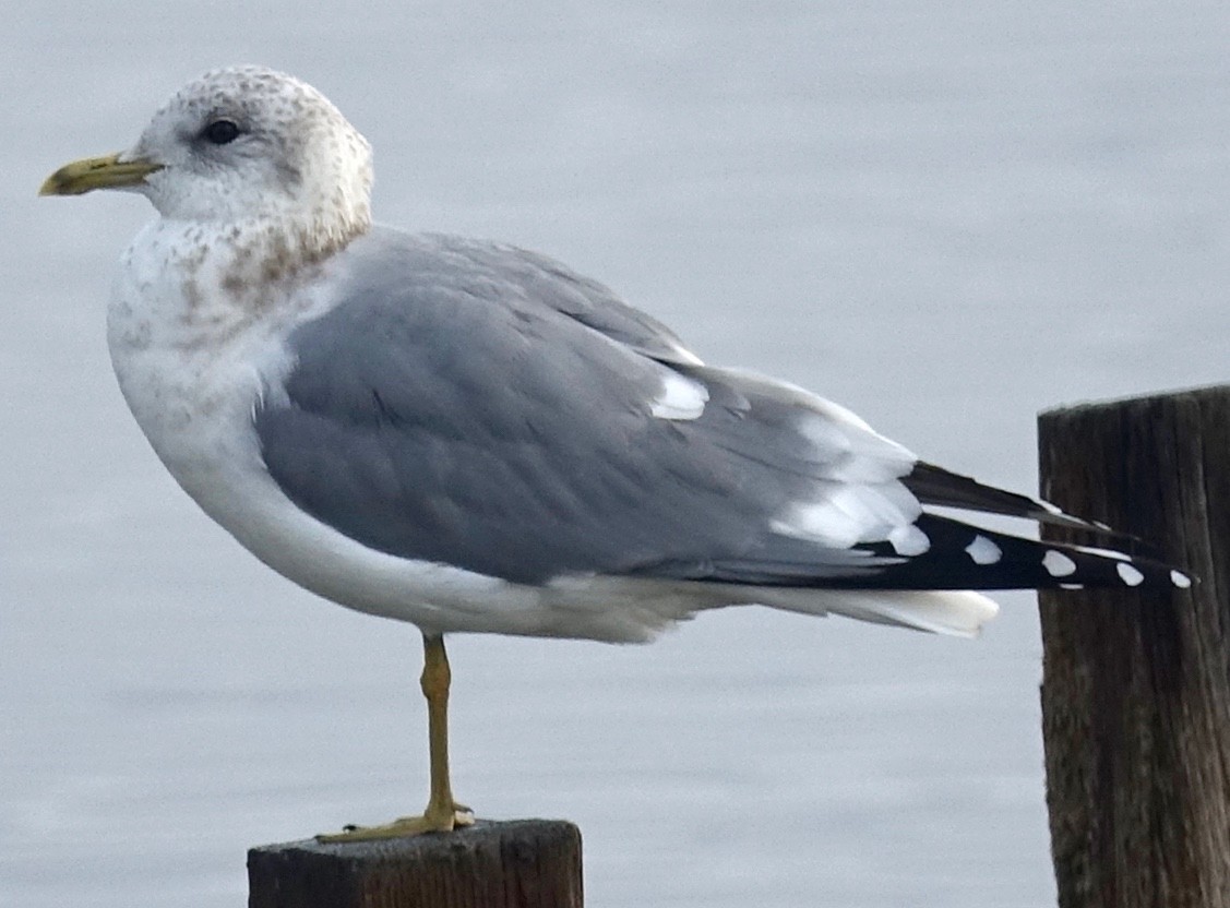 Short-billed Gull - ML203089561