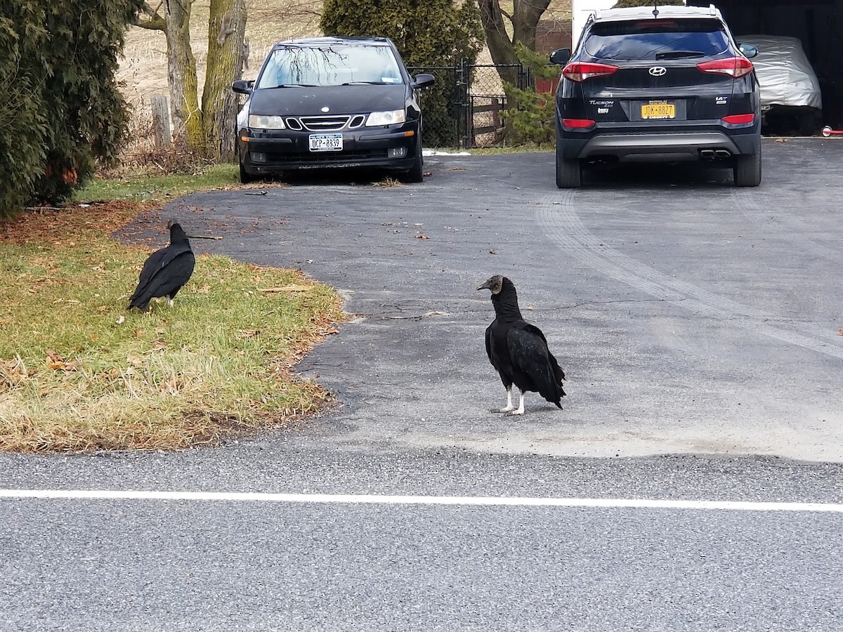 Black Vulture - J Kleinsasser