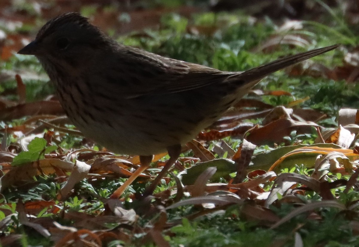 Lincoln's Sparrow - David Kettering