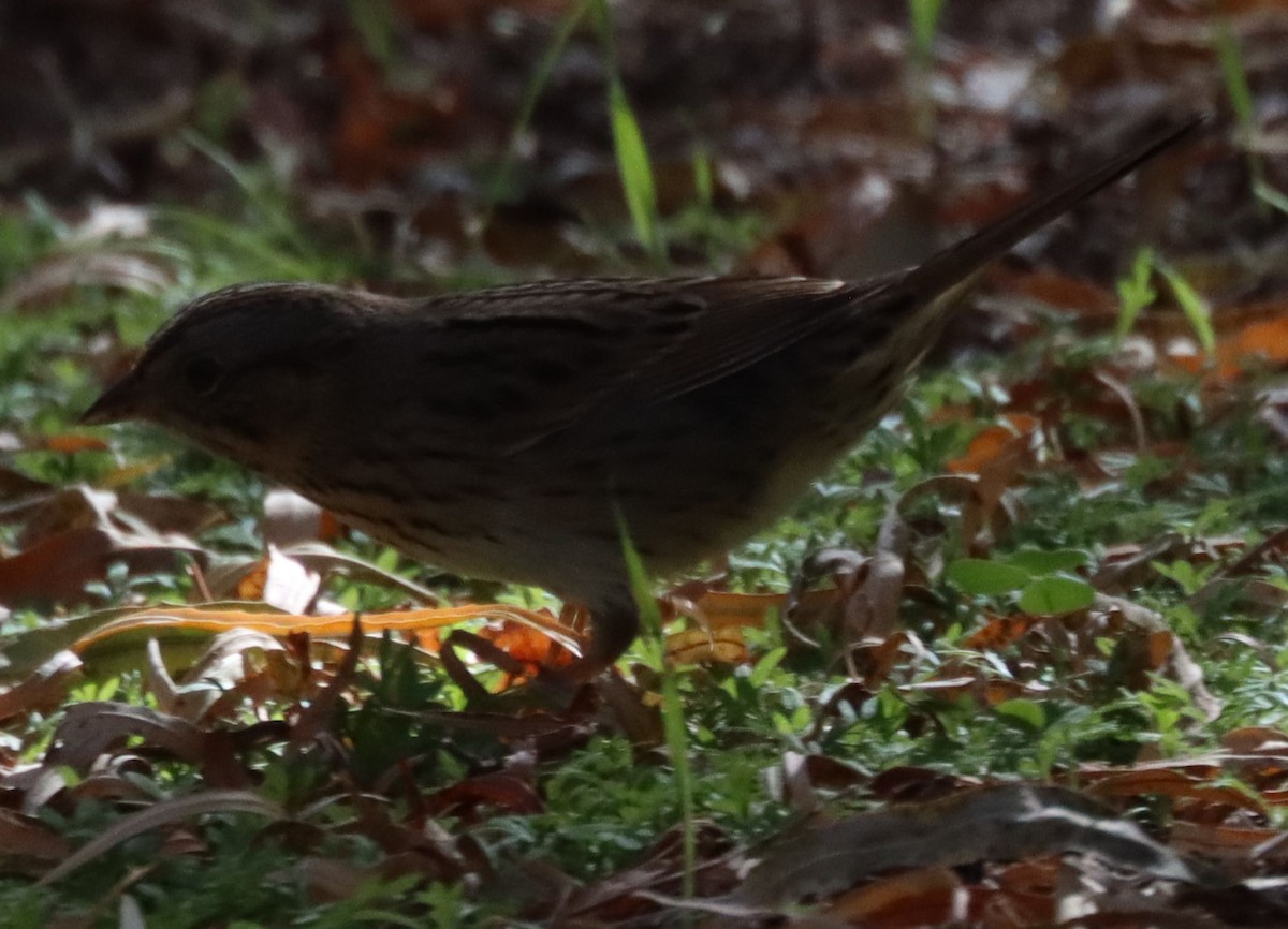 Lincoln's Sparrow - ML203093381