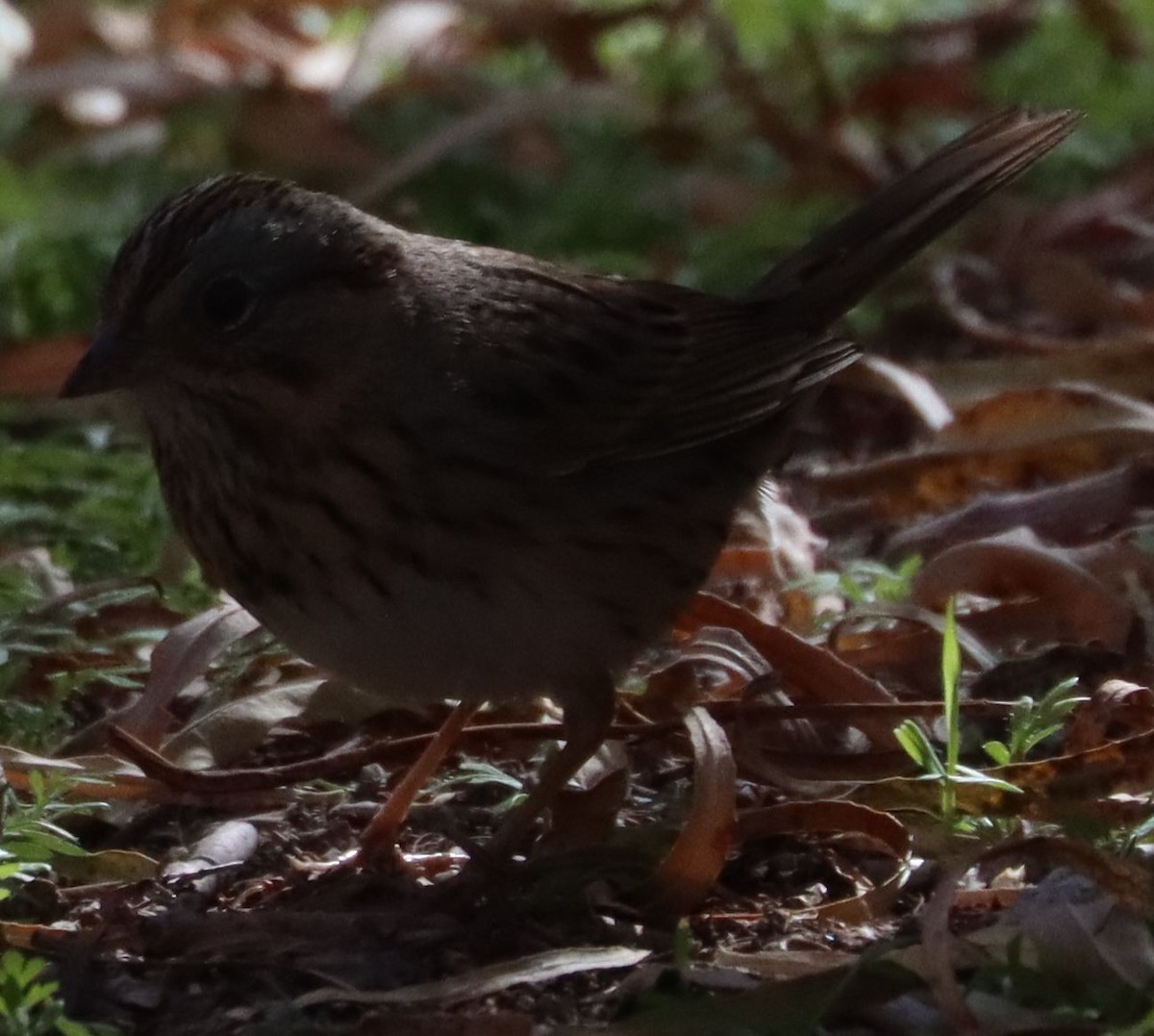 Lincoln's Sparrow - ML203093401