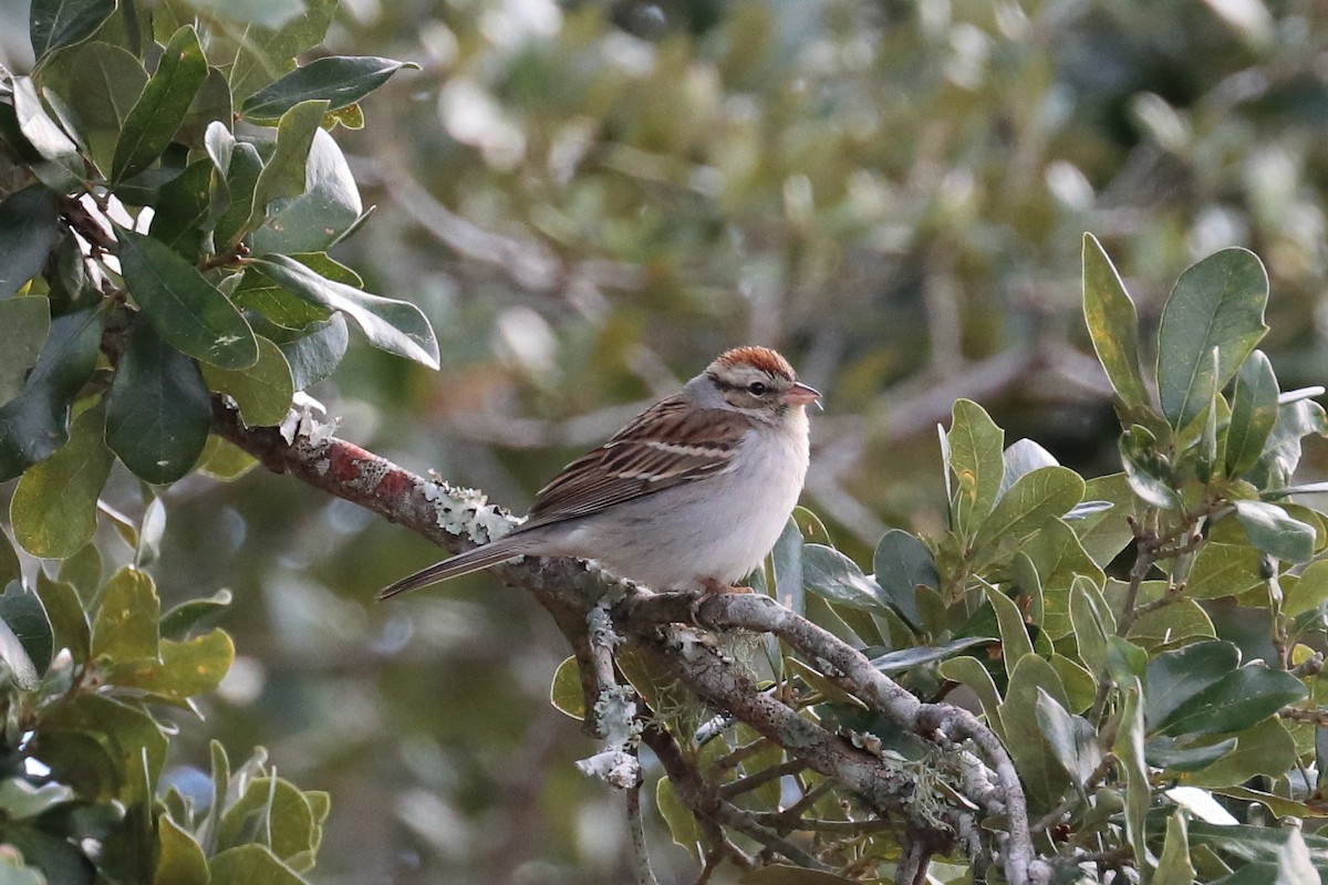 Chipping Sparrow - ML203094101