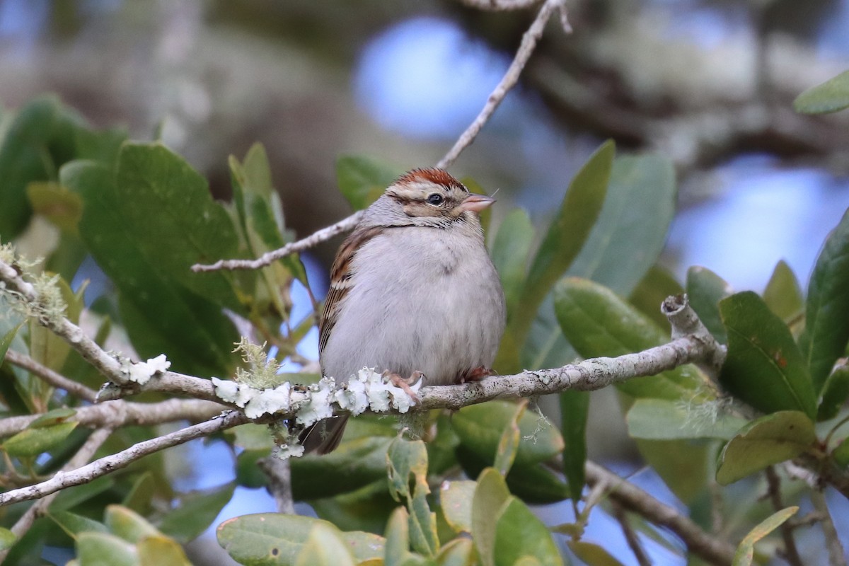 Chipping Sparrow - ML203094401