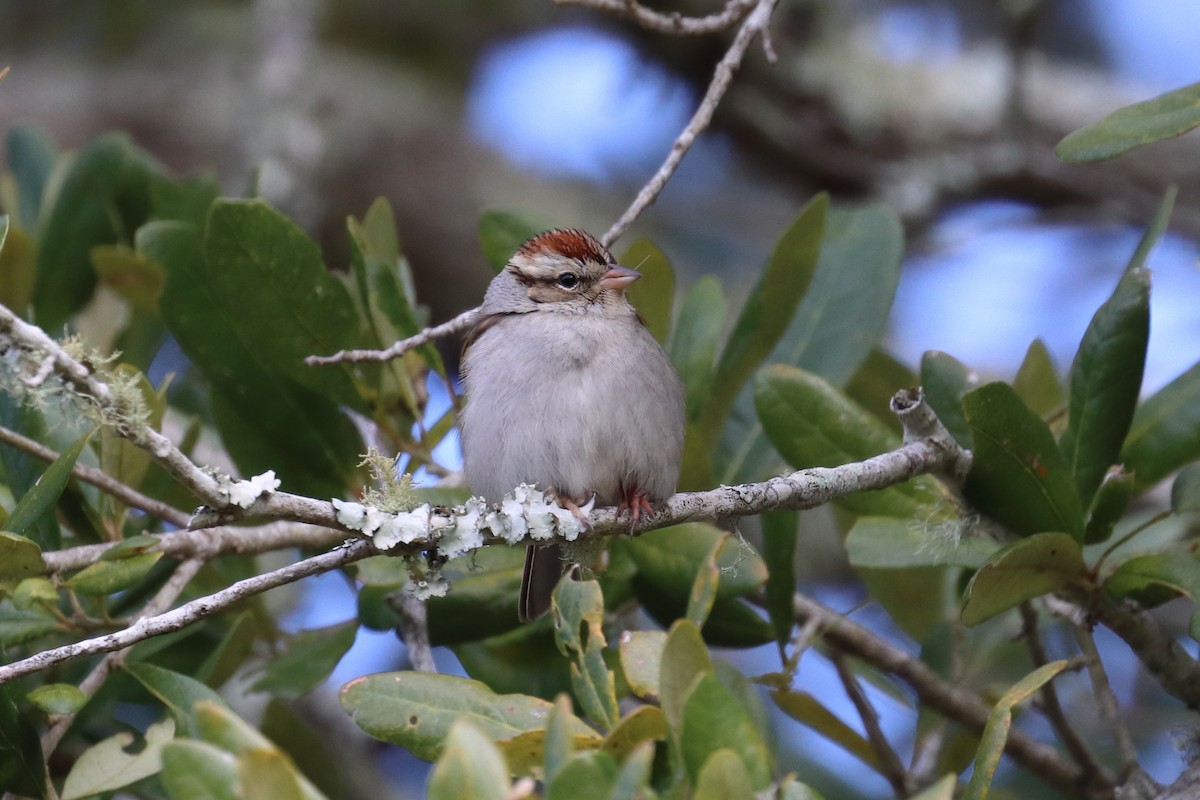 Chipping Sparrow - ML203094591