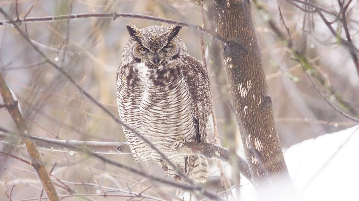 Great Horned Owl - ML203094911