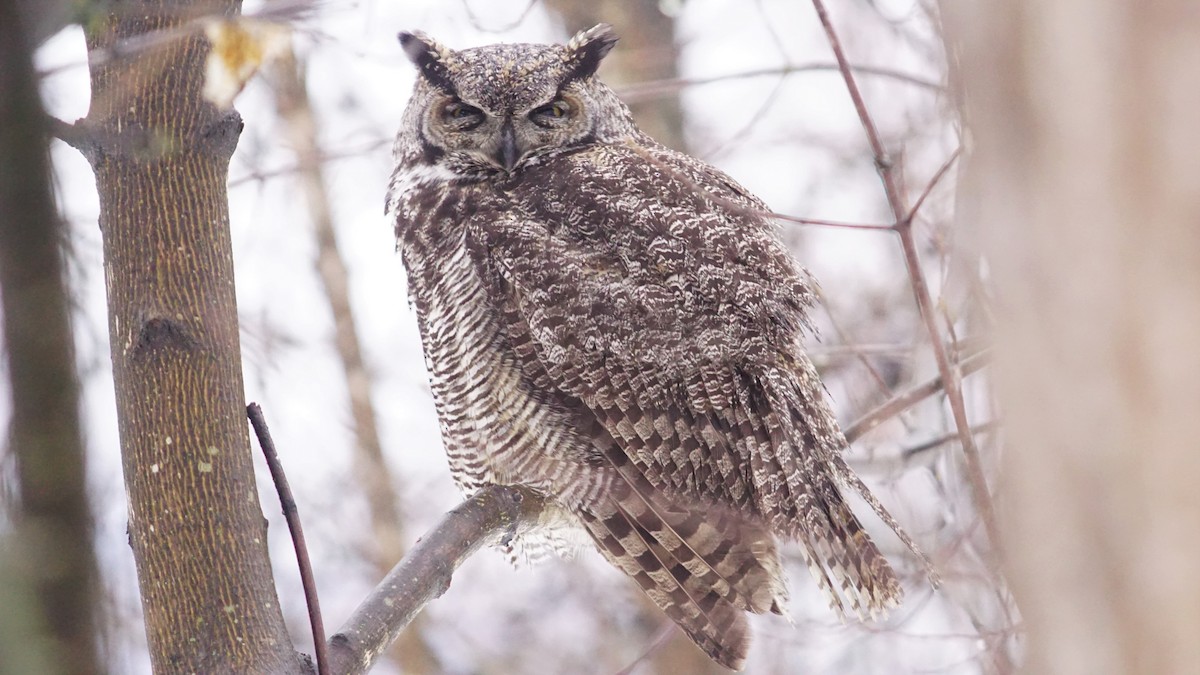 Great Horned Owl - ML203094941