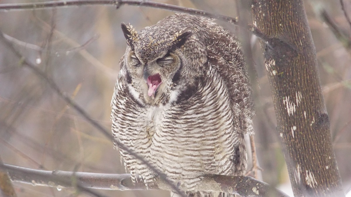 Great Horned Owl - ML203095041