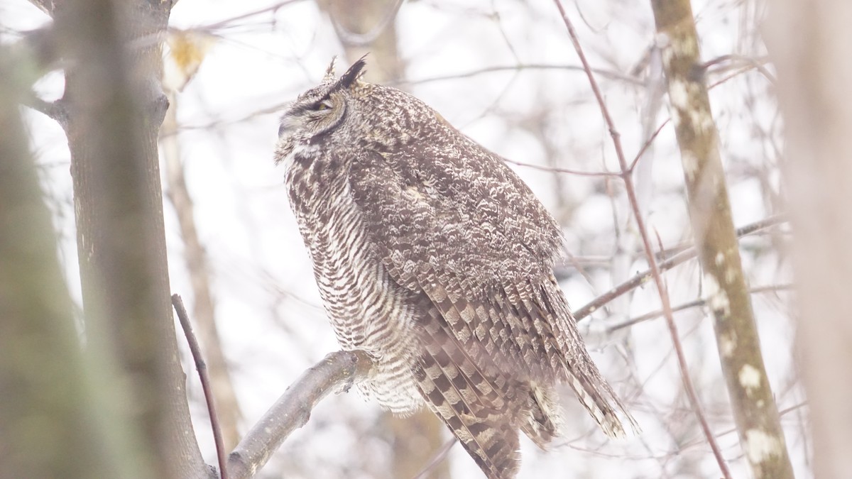 Great Horned Owl - ML203095051
