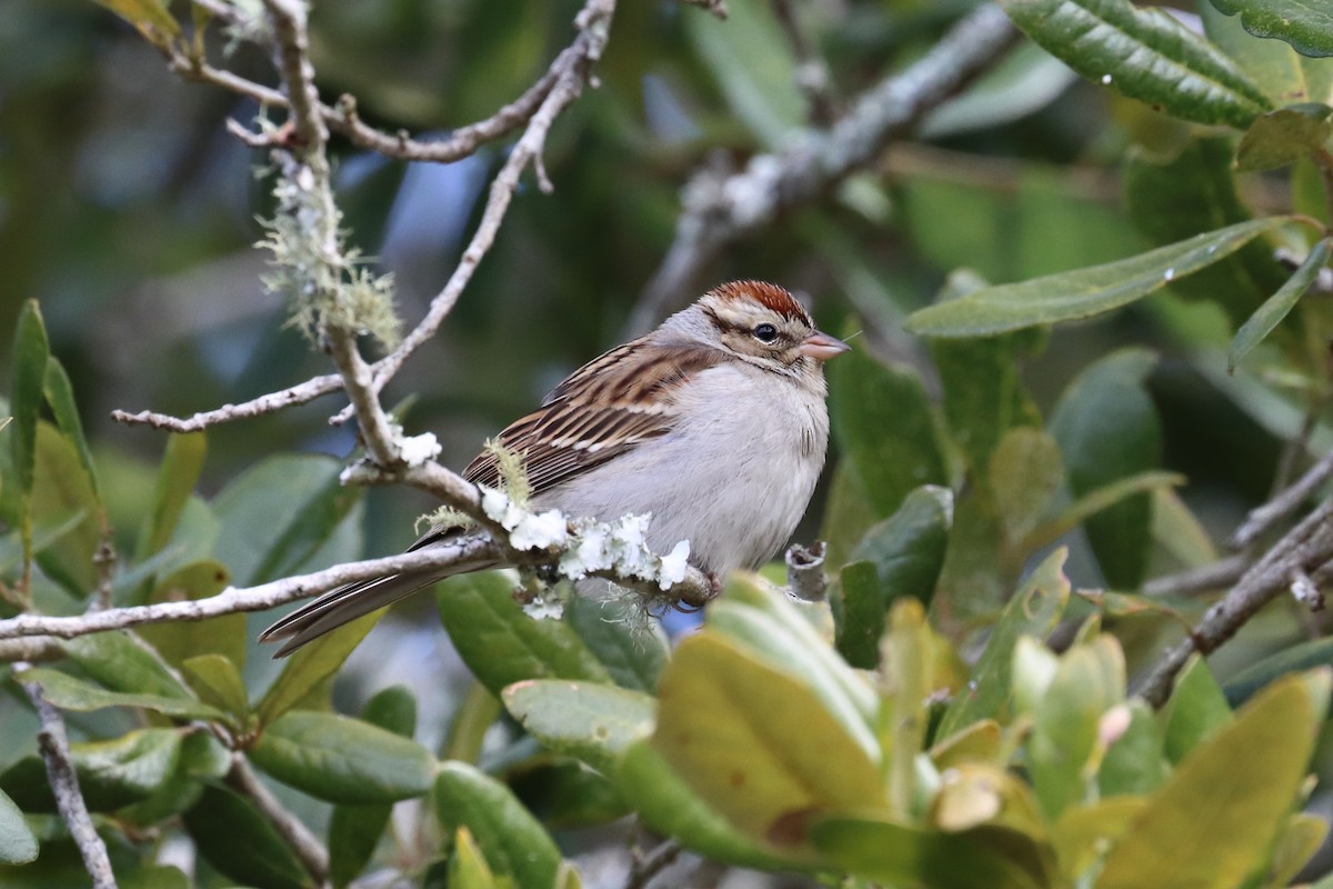 Chipping Sparrow - ML203095201