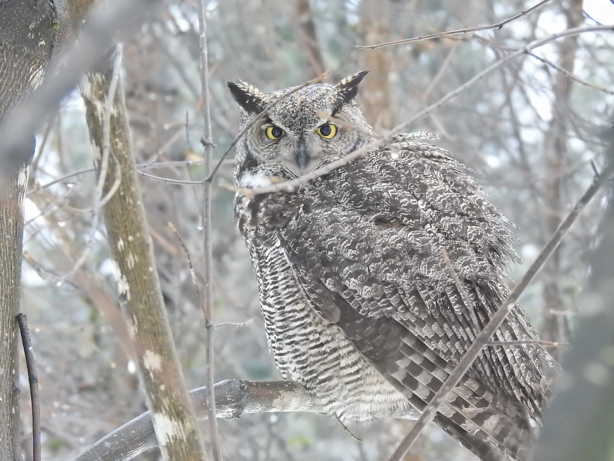 Great Horned Owl - ML203095541