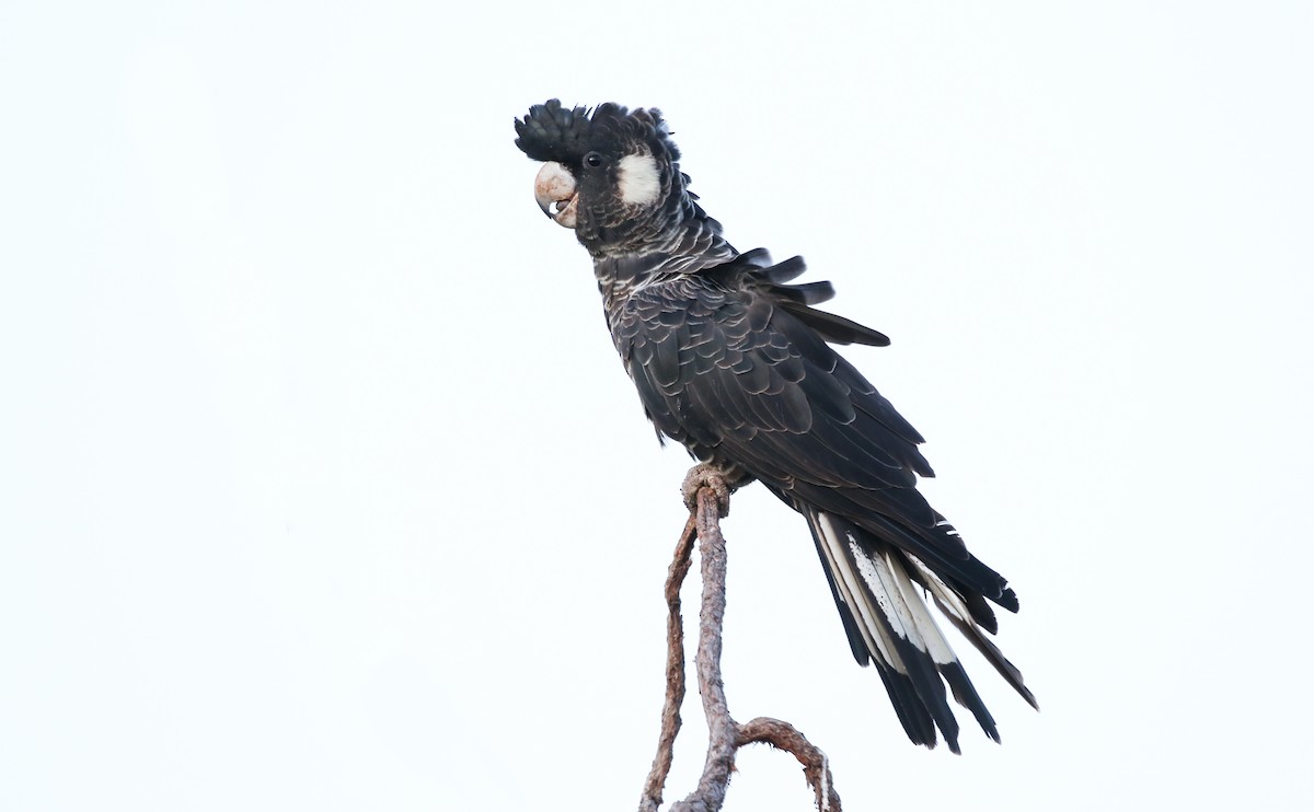 Carnaby's Black-Cockatoo - David Ongley