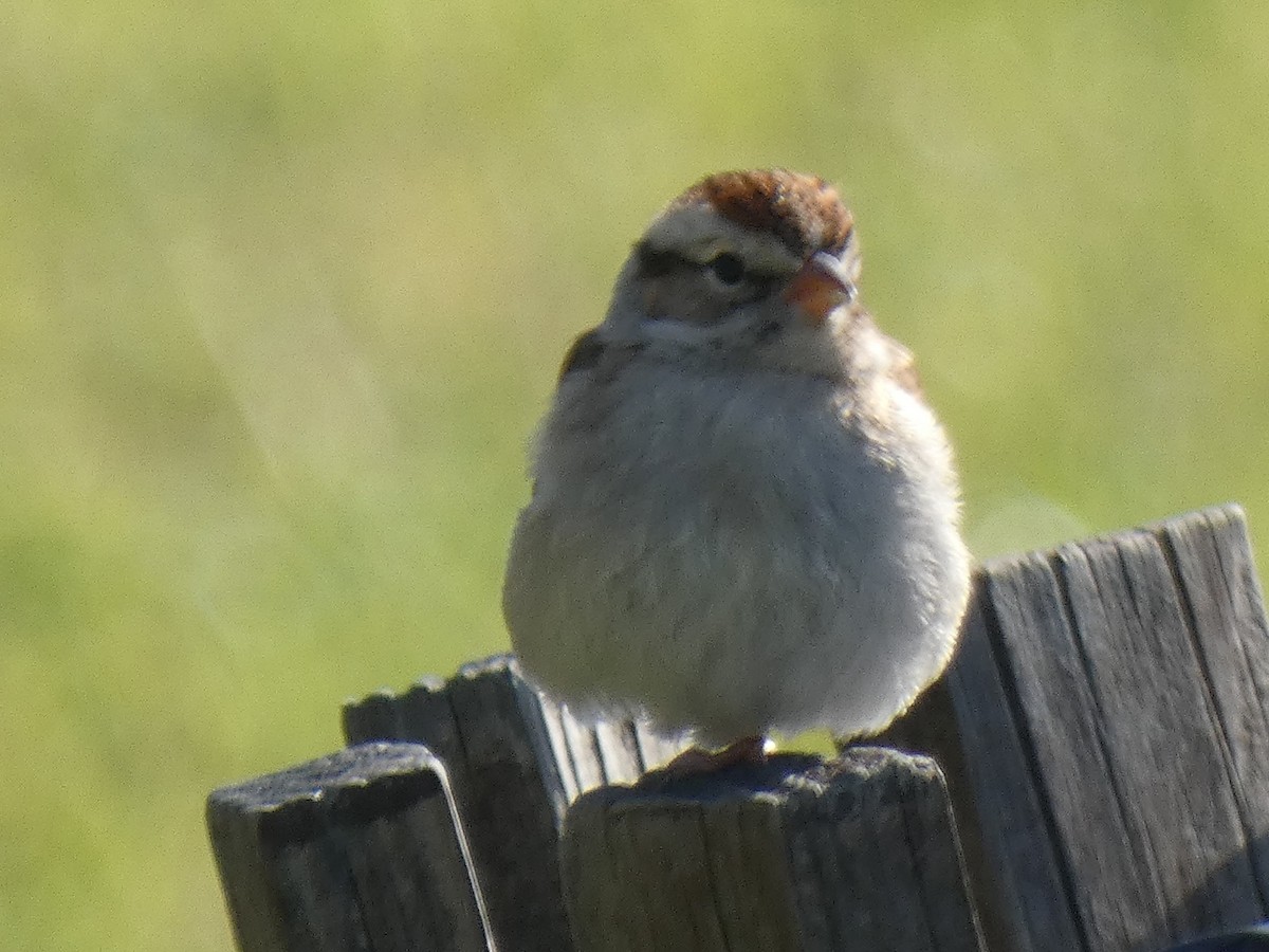 Chipping Sparrow - ML203096771