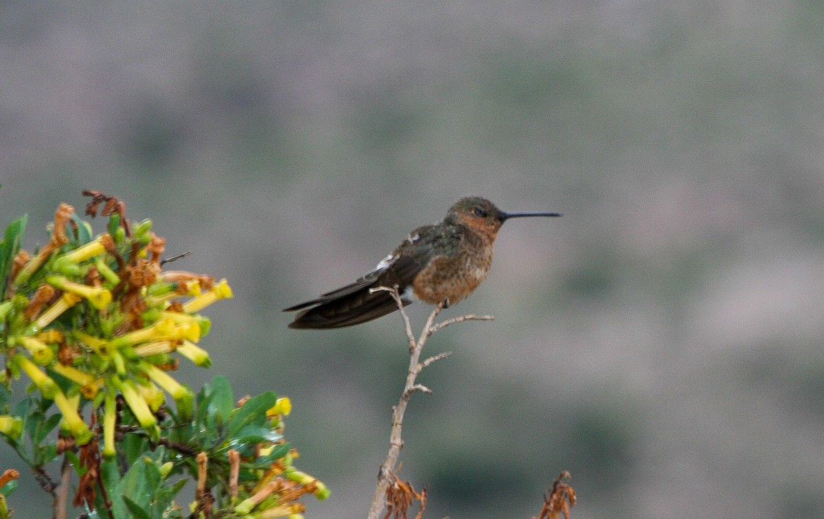 kolibřík velký - ML203097371