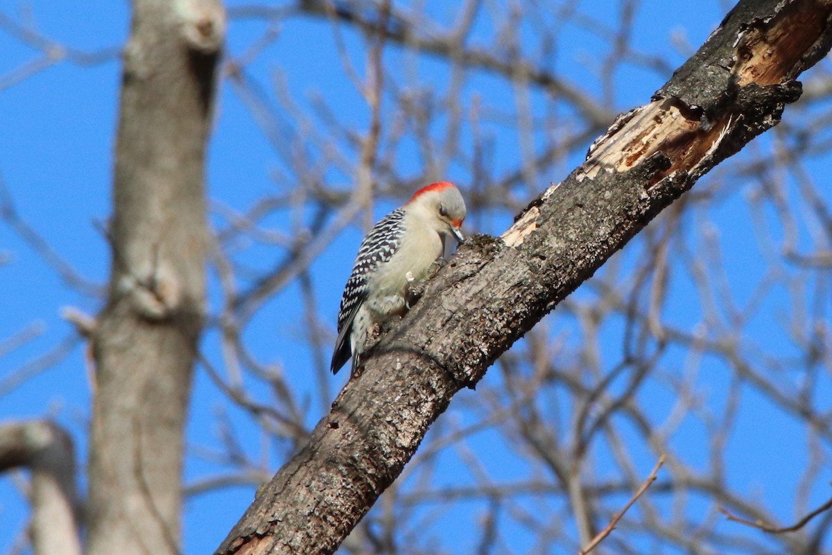 Red-bellied Woodpecker - ML203097821