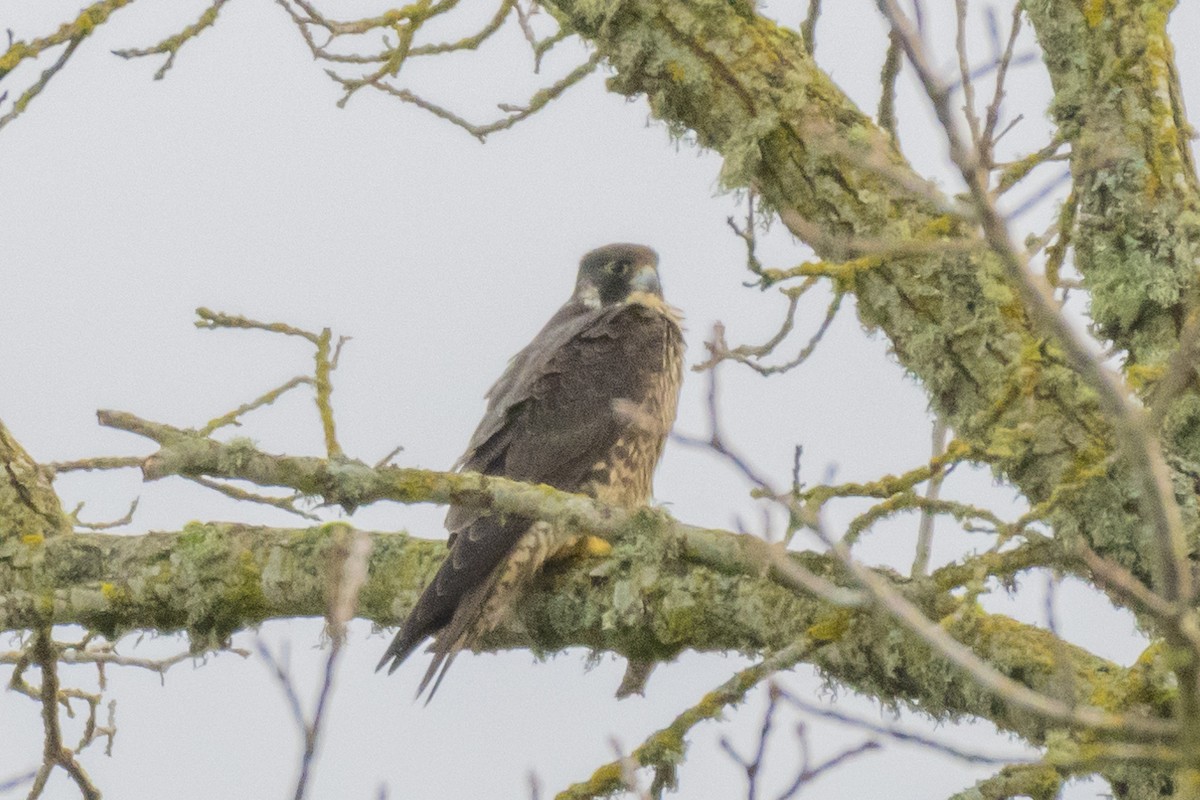 Peregrine Falcon - ML203099991