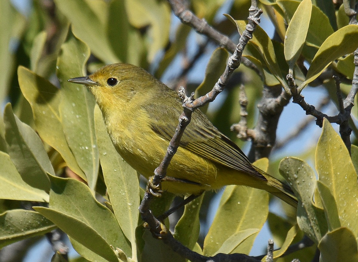 Yellow Warbler (Mangrove) - Steven Mlodinow