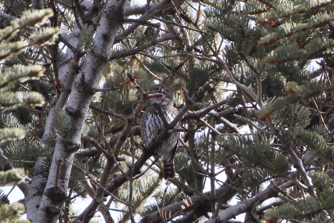 kulíšek mexický - ML203101301