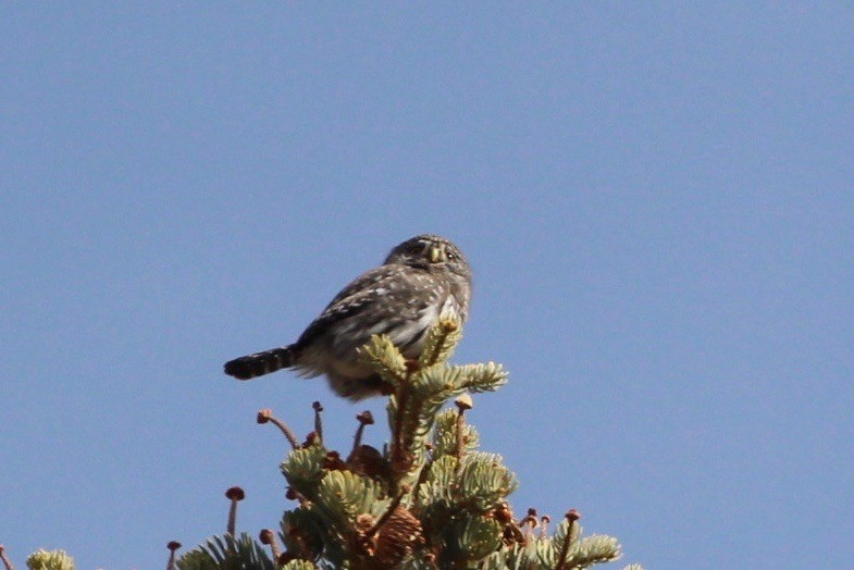 kulíšek mexický - ML203102201