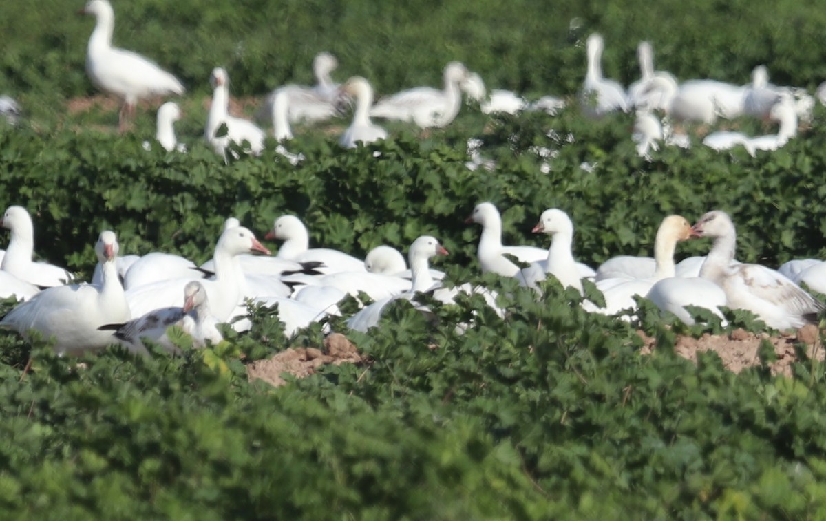 Ross's Goose - ML203102921