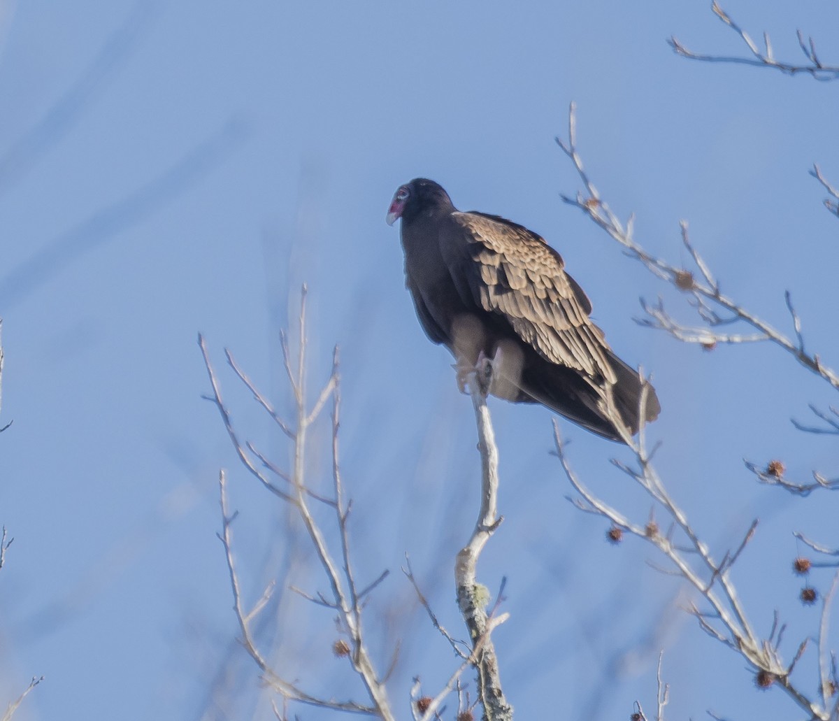 Turkey Vulture - ML203103781