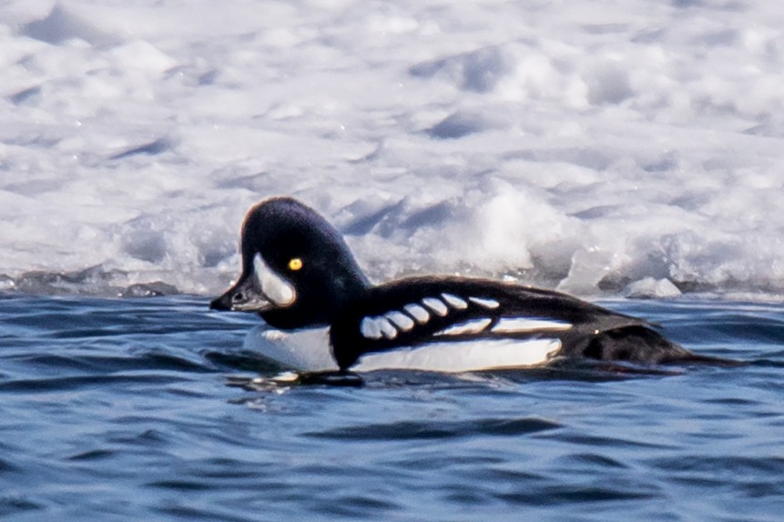 Barrow's Goldeneye - ML203104261