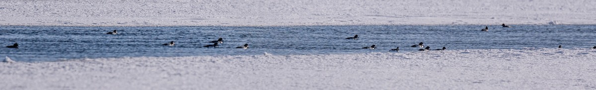 Barrow's Goldeneye - ML203104321