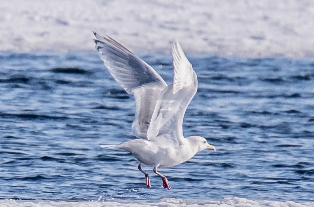 Gaviota Groenlandesa (kumlieni) - ML203104341