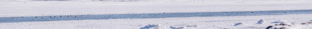 Barrow's Goldeneye - ML203104421