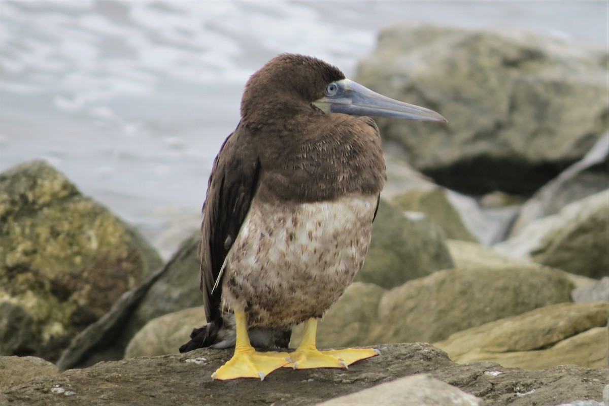 Brown Booby - Dominic Le Croissette