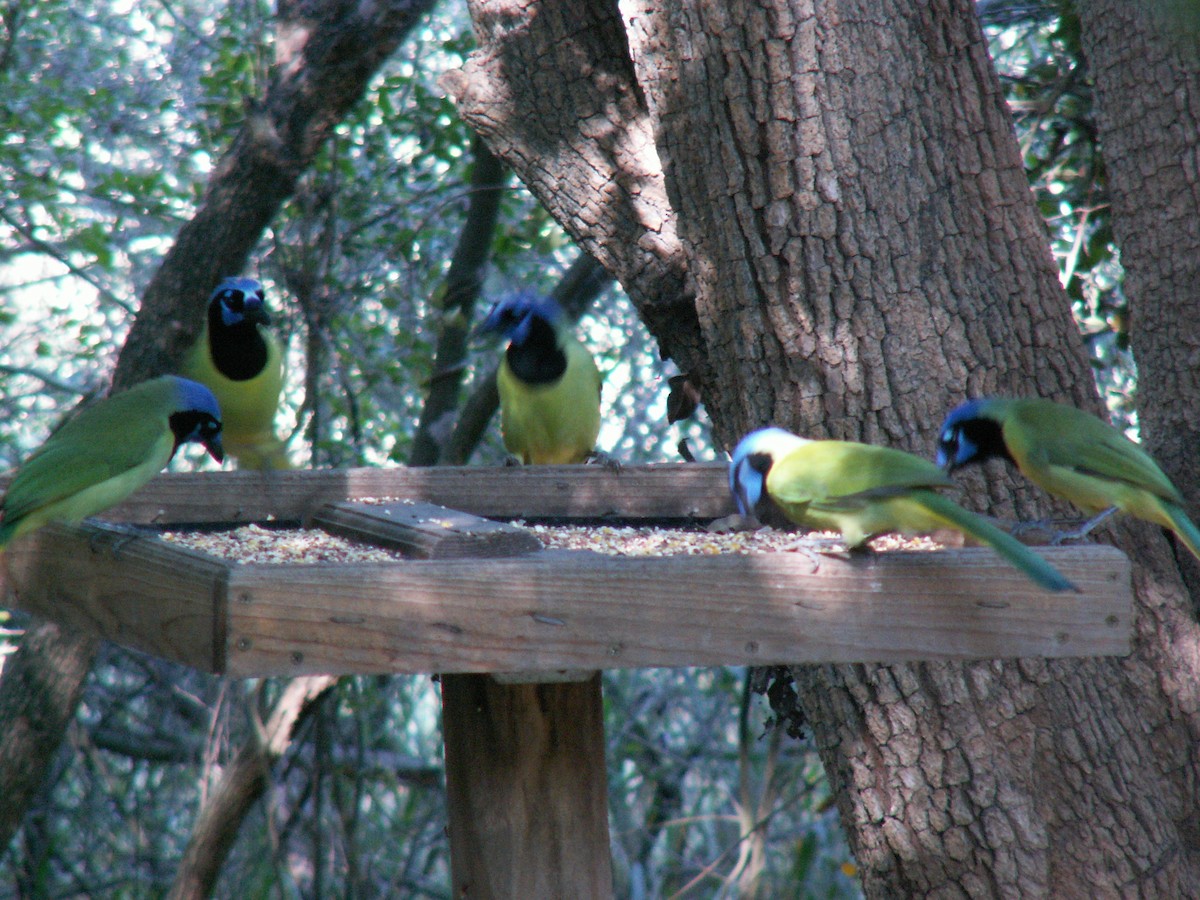 Green Jay (Green) - Eric Haskell