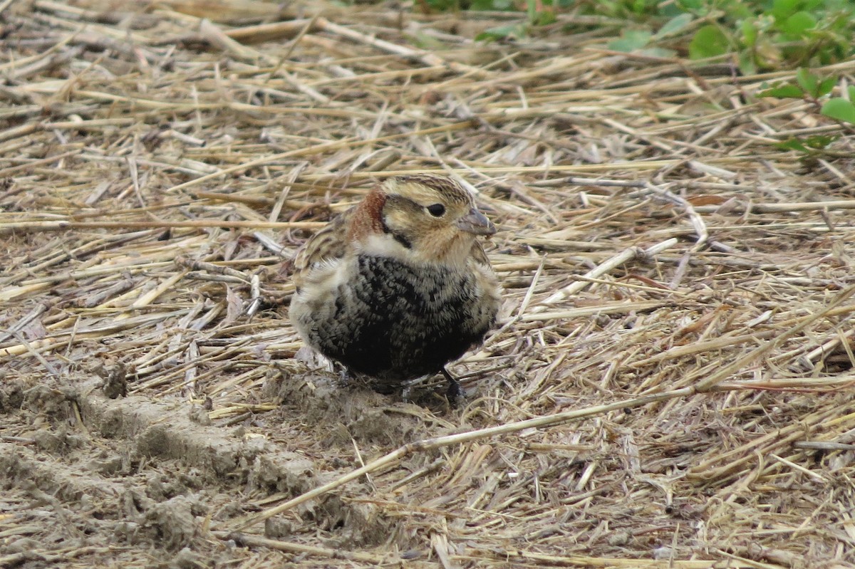 Chestnut-collared Longspur - Dominic Le Croissette