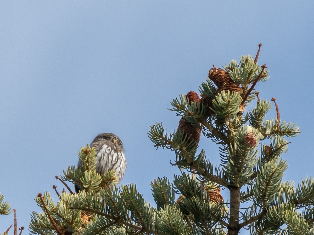 kulíšek mexický - ML203109881