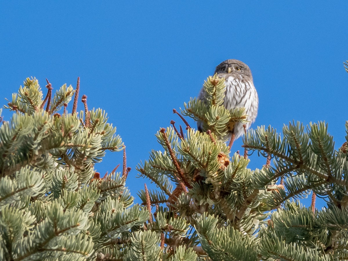 kulíšek mexický - ML203109891