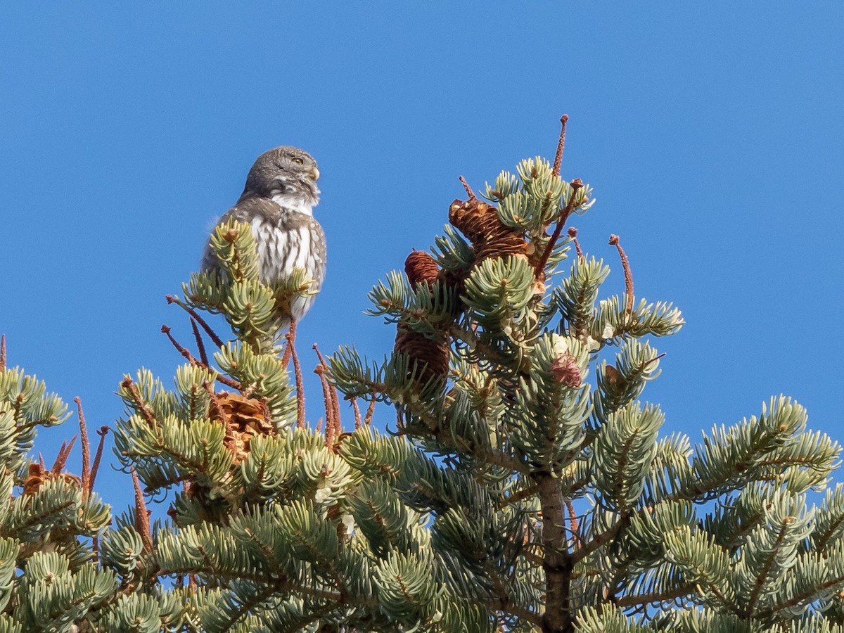 kulíšek mexický - ML203109901