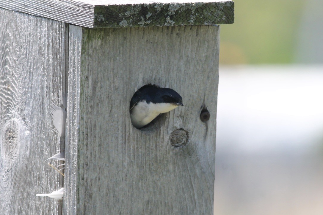 Golondrina Bicolor - ML203110261